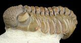 Beautiful, Tan Adrisiops Weugi Trilobite - #46711-5
